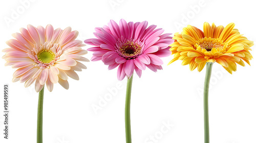 Vibrant Gerbera Daisy Flowers on a Decorative Transparent Background