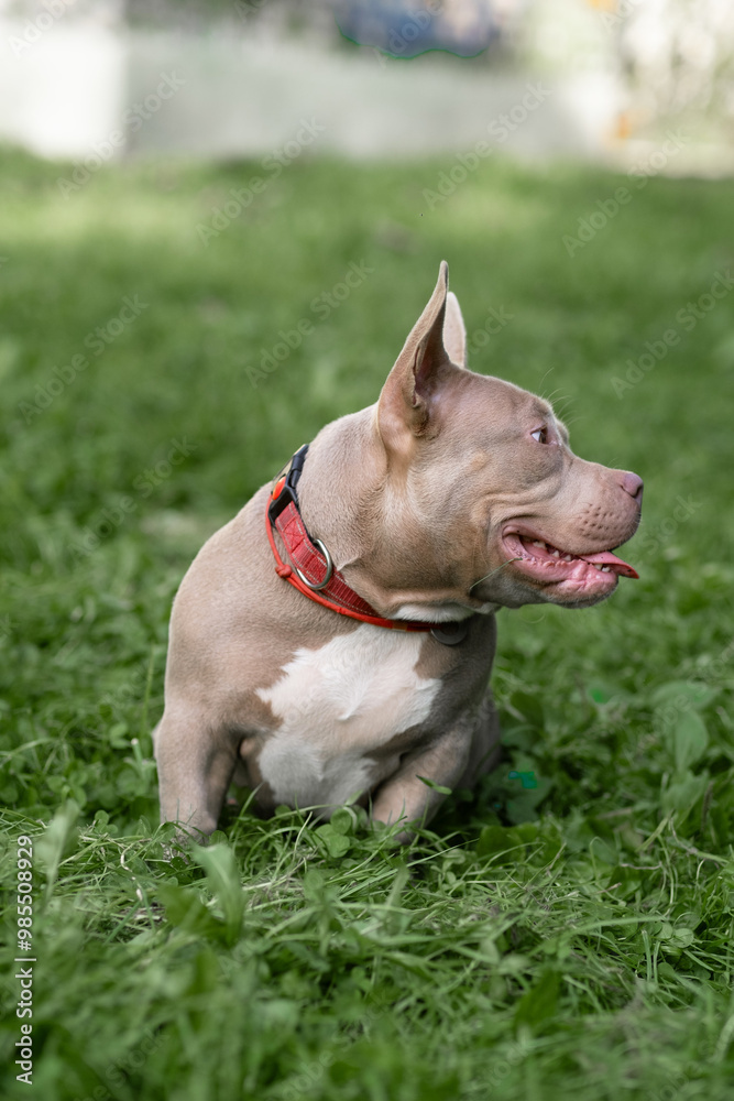 An American Bully dog relaxes on lush green grass in a park, enjoying the warm sunshine and peaceful surroundings An American Bully dog relaxes on lush green grass in a park, enjoying the warm sunshine and peaceful surroundings