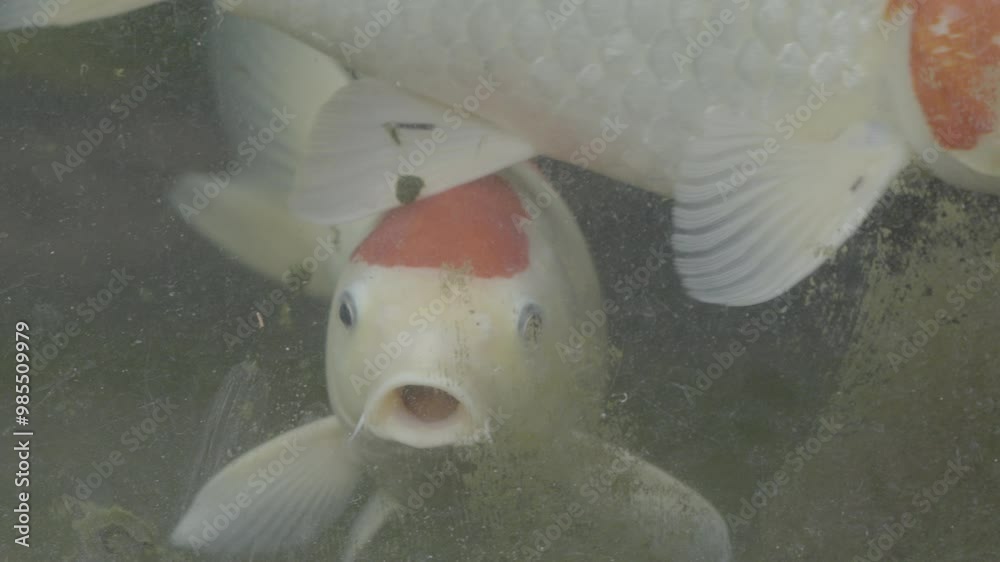 A group of koi fish swimming in the pond. Shot close up in slow motion with 4K resolution, S-Log 3, 10 bit 4:2:2, Apple ProRes 422 HQ.