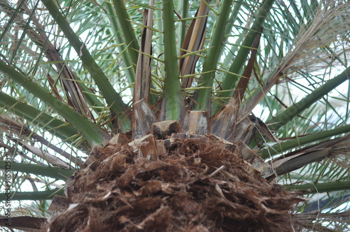 A close up of a palm tree trunk with brown bark. The trunk is covered in brown leaves and has a rough texture photo