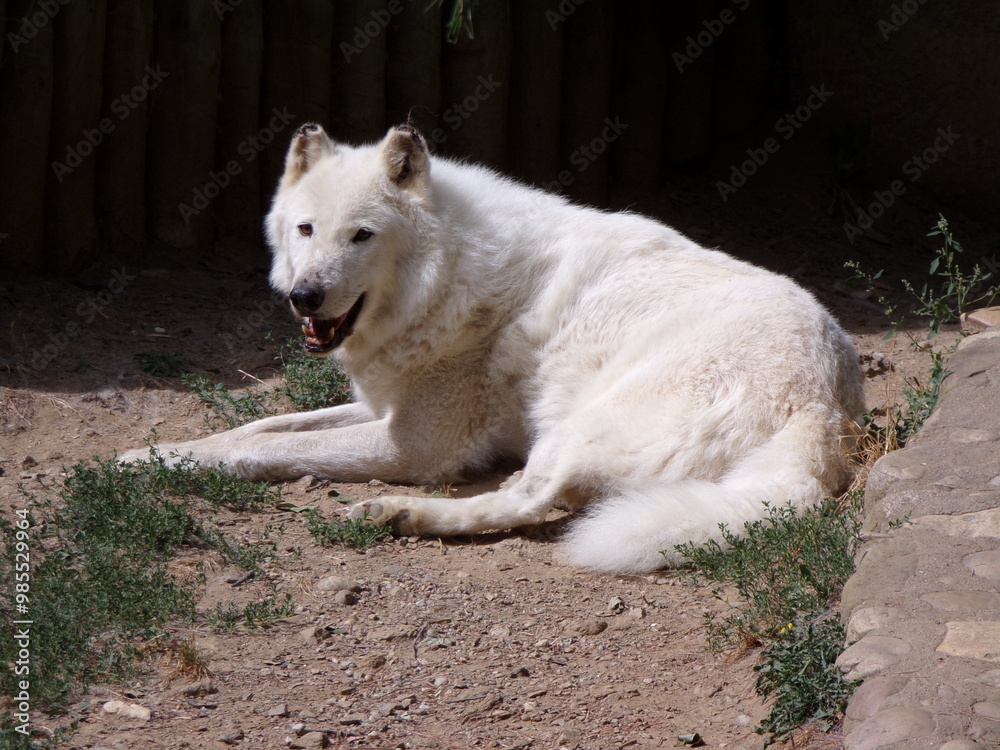 Obraz premium Loup blanc