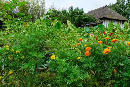 茅葺屋根と畑