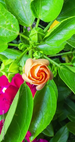 Mesmerising vertical time lapse captures hibiscus bloom, A tiny bud transforms, unfurls its delicate petals, and blooms into a breathtaking orange flower of exquisite beauty. Birth of a summer flower