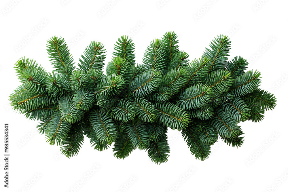 Pine tree branche Fir twigs with green needles on white background. Winter holiday evergreen Pine tree branche Fir twigs with green needles on white background. Winter holiday evergreen