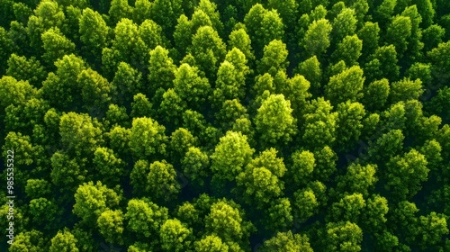 Aerial view of lush green forest canopy.