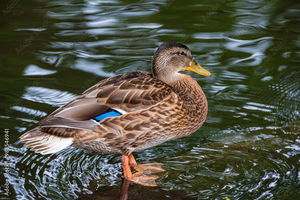 Fototapeta premium A wild beautiful duck is swimming in the pond.