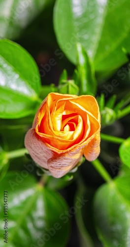 Mesmerising vertical time lapse captures hibiscus bloom, A tiny bud transforms, unfurls its delicate petals, and blooms into a breathtaking orange flower of exquisite beauty. Birth of a summer flower