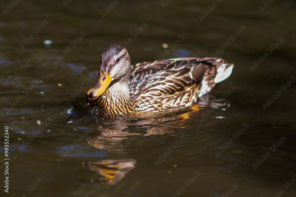 A wild beautiful duck is swimming in the pond. A wild beautiful duck is swimming in the pond.