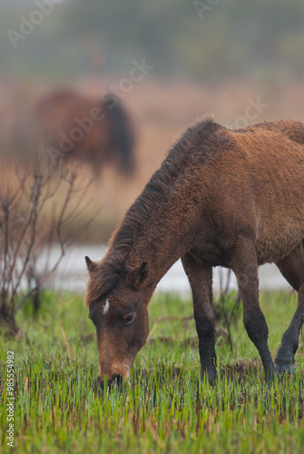 young Corolla horse yearling grazing on marsh grass  in marshland of the Outer Banks of North Carolina USA where a herd of Corolla horses live vertical equine image spring summer with room for type