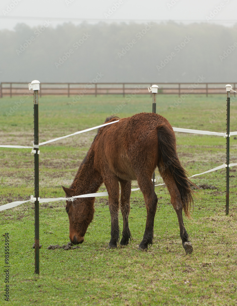 Obraz premium filly colt foal or baby horse in paddock of electric fencing with head through electric braid lines caps on fence posts for horse fencing safety or dangers vertical equine image fog mist in background