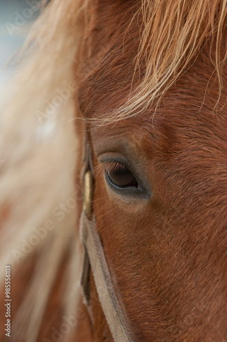 close up of eye of domesticated corolla horse chestnut horse with flax mane and forelock, horse wearing leather halter vertical equine image with room for type animal or mammal close up 