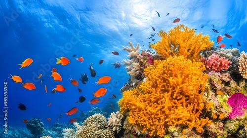Colorful coral reef underwater scene photo