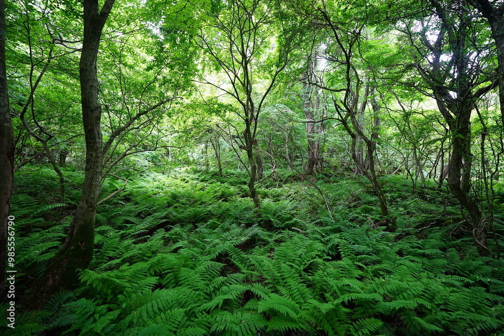 spring primeval forest with fresh ferns and old trees spring primeval forest with fresh ferns and old trees