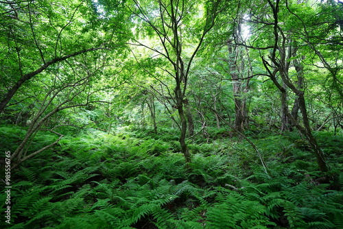 spring primeval forest with fresh ferns and old trees