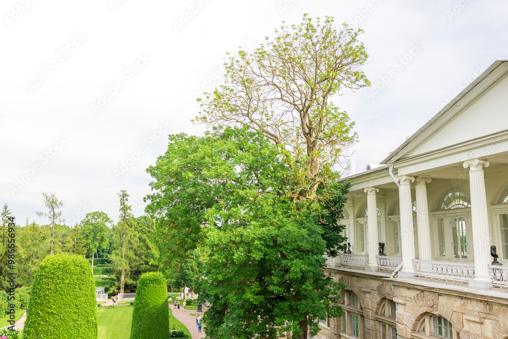A tree with green leaves is in front of a white building A tree with green leaves is in front of a white building