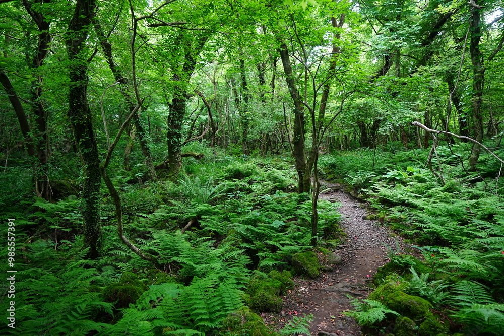 fresh ferns and fine pathway in spring forest fresh ferns and fine pathway in spring forest