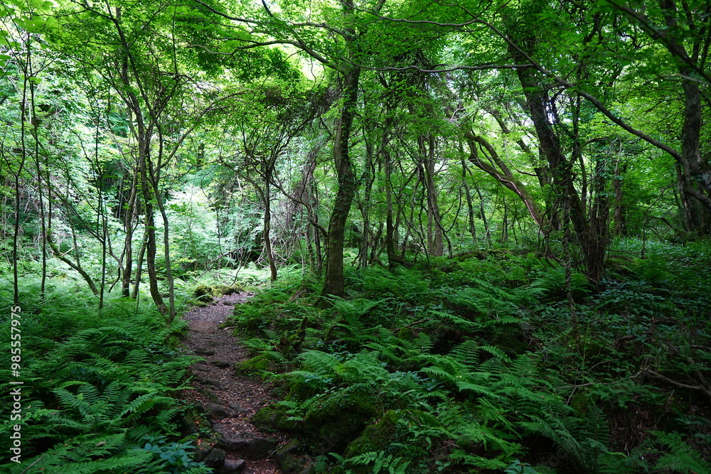 vines and mossy old trees in dense spring forest vines and mossy old trees in dense spring forest
