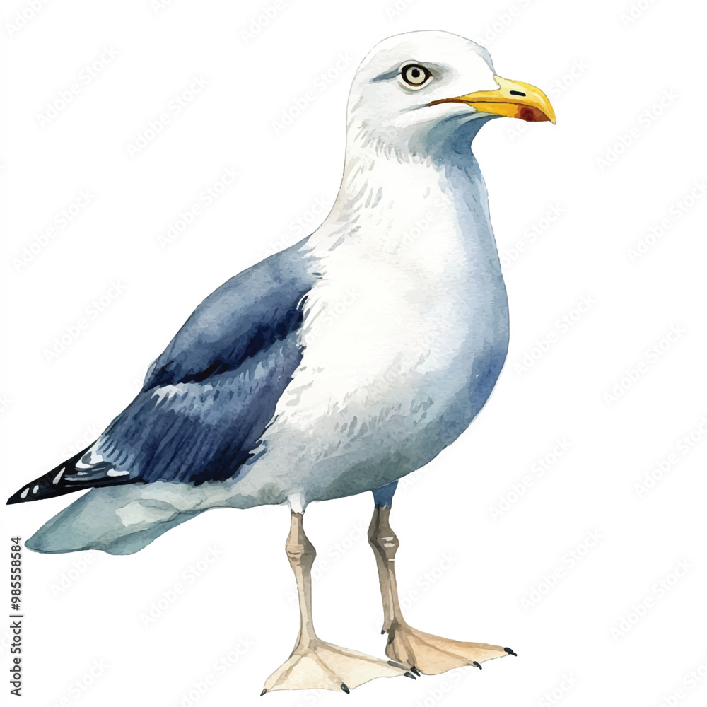 Seagull watercolor clipart illustration isolated Seagull watercolor clipart illustration isolated