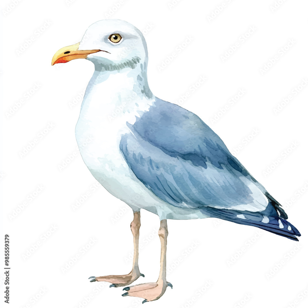 Seagull watercolor clipart illustration isolated Seagull watercolor clipart illustration isolated