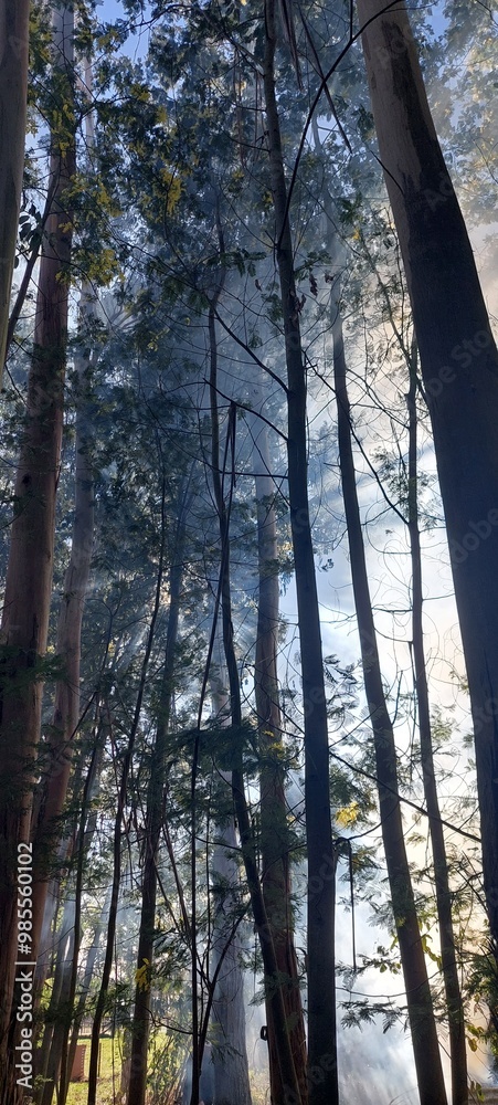 Fototapeta premium smoke with trees