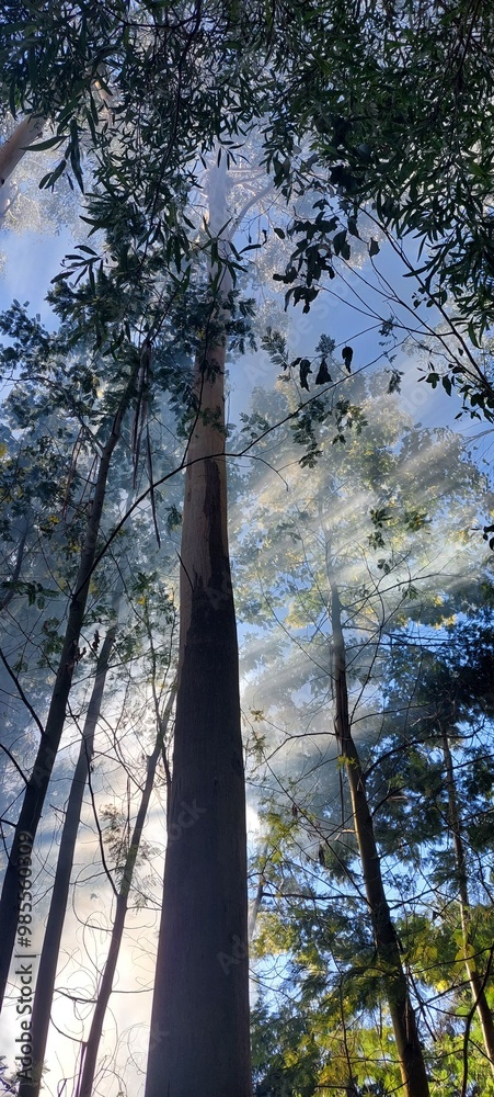 Fototapeta premium trees in the forest