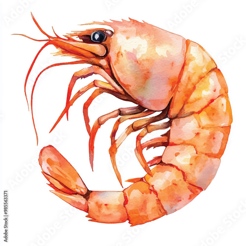 Shrimp watercolor clipart illustration isolated