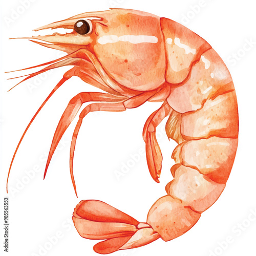 Shrimp watercolor clipart illustration isolated