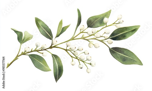 A leafy green branch with white flowers