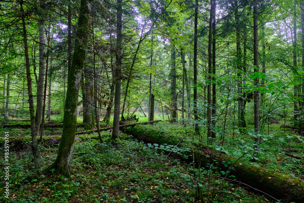 Summertime deciduous forest with broken old trees