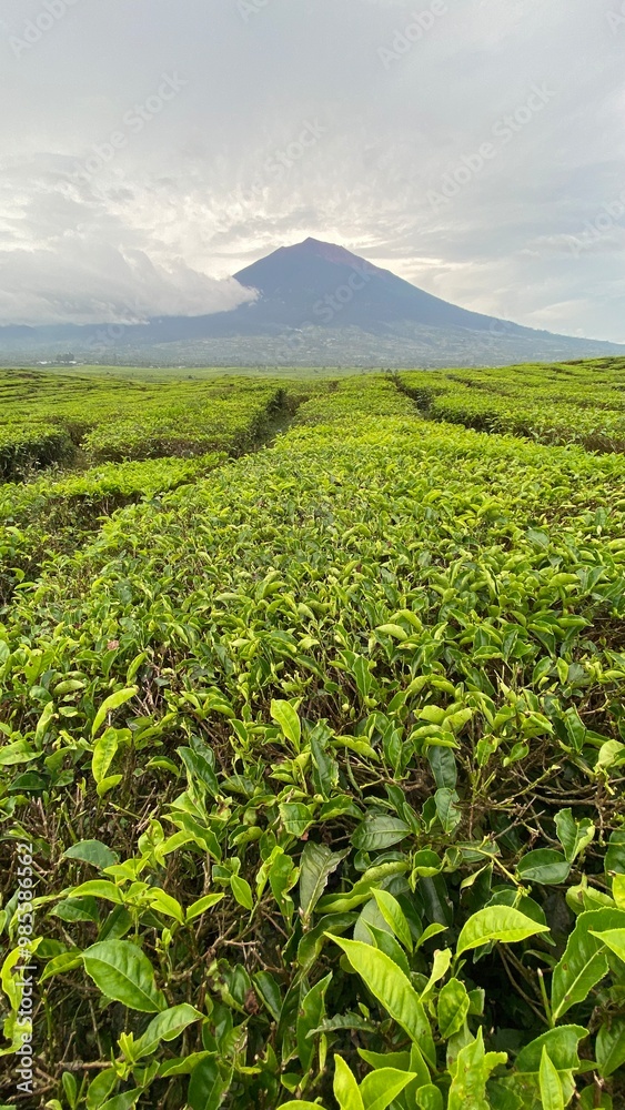 Mount Kerinci is seen from the arrangement of tea plantations against a beautiful cloudy sky background Mount Kerinci is seen from the arrangement of tea plantations against a beautiful cloudy sky background