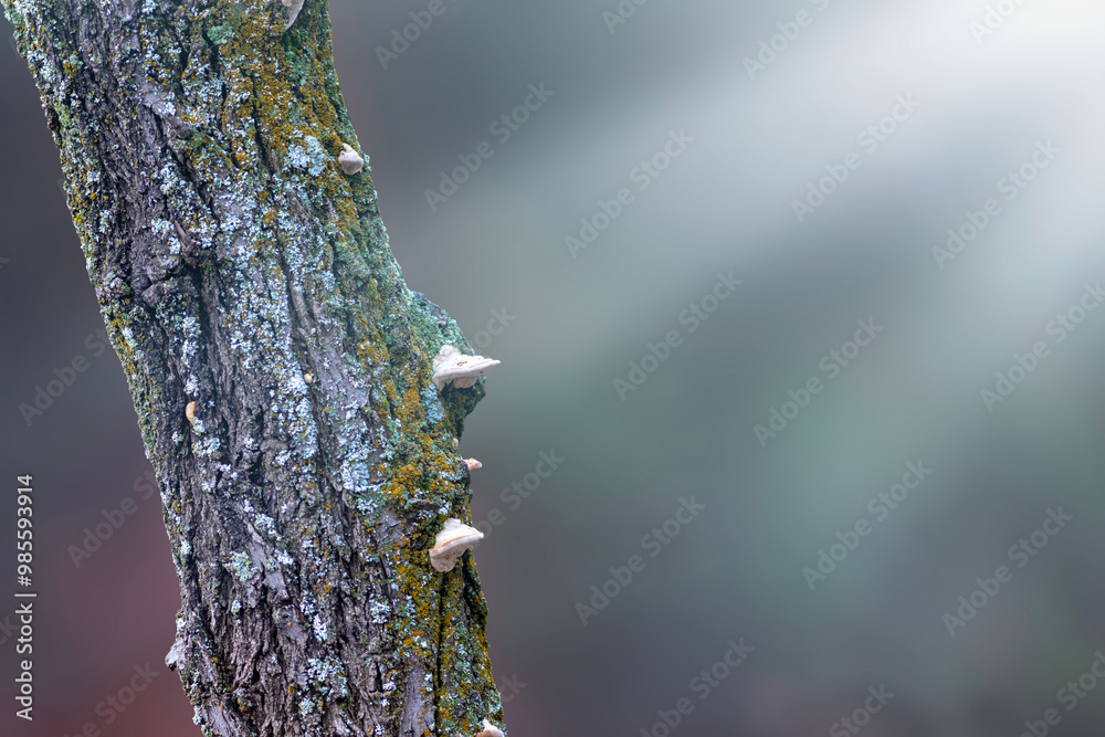 A tree trunk and nature background. A natural plain background. A tree trunk and nature background. A natural plain background.
