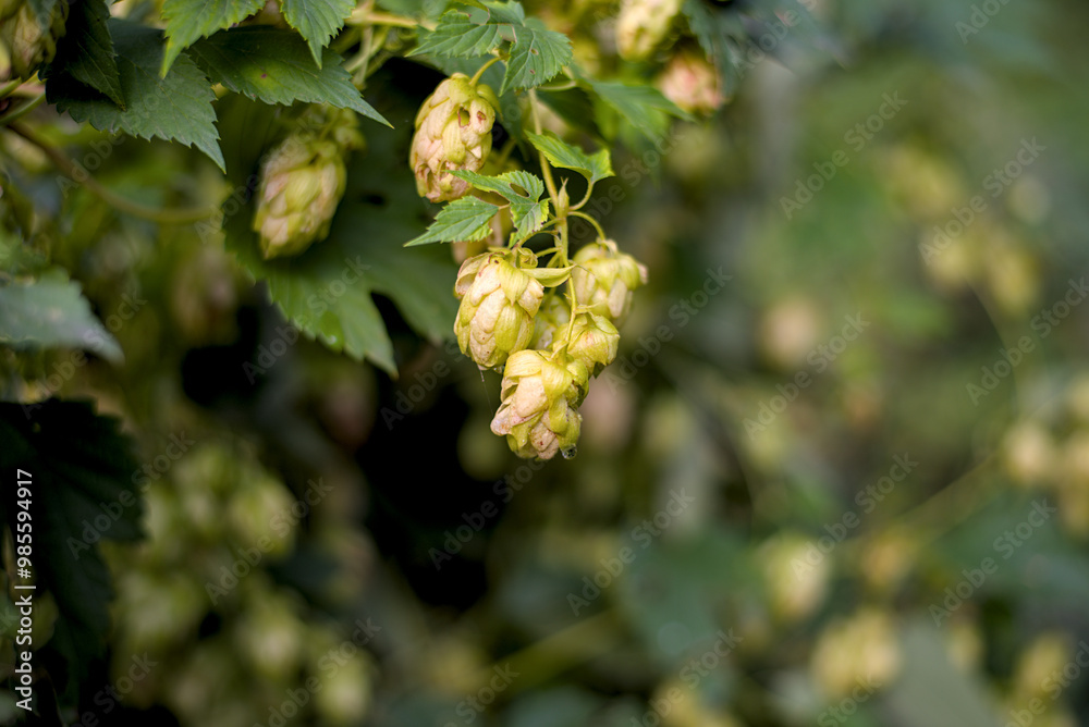 Hop branch against the background of hop plantations. Hop branch against the background of hop plantations.