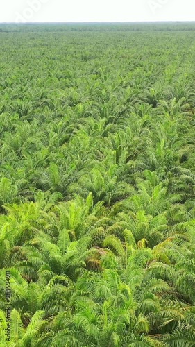 Vertical aerial view, directly above a palm oil plantation in Malaysia. Kilometers monoculture landscape, Coast of Malaysia on the strait of Malacca. View of palm oil plantation. Agriculture industry