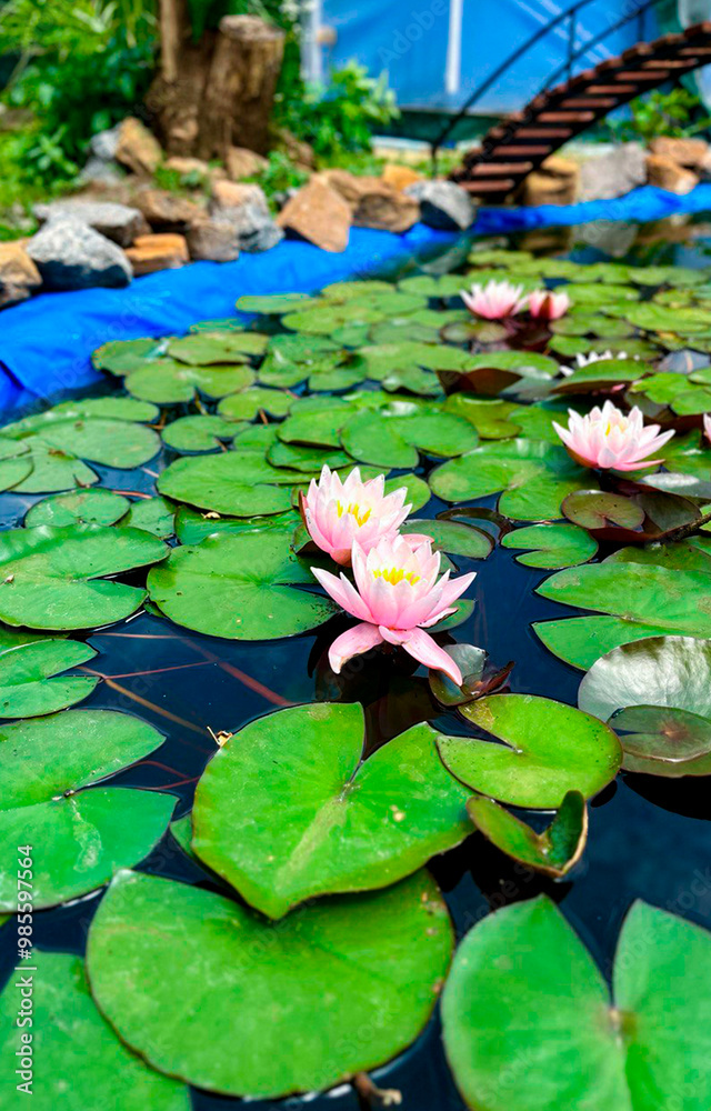 blooming lilies in an artificial pond blooming lilies in an artificial pond