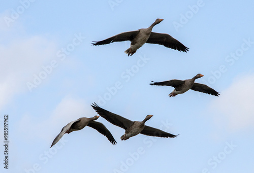 Greylag Geese in flight against a blue sky