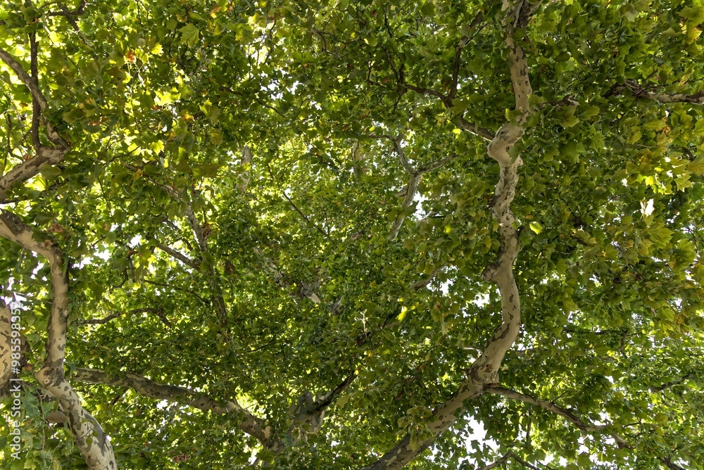 Fototapeta premium The foliage of an old plane tree seen from below.