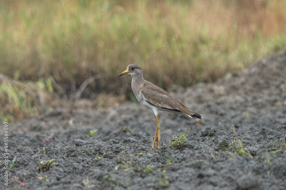 Gray-headed Lapwing in the farmland. Grey-headed Lapwing foraging in farmland and it looks camouflaged. Gray-headed Lapwing in the farmland. Grey-headed Lapwing foraging in farmland and it looks camouflaged.