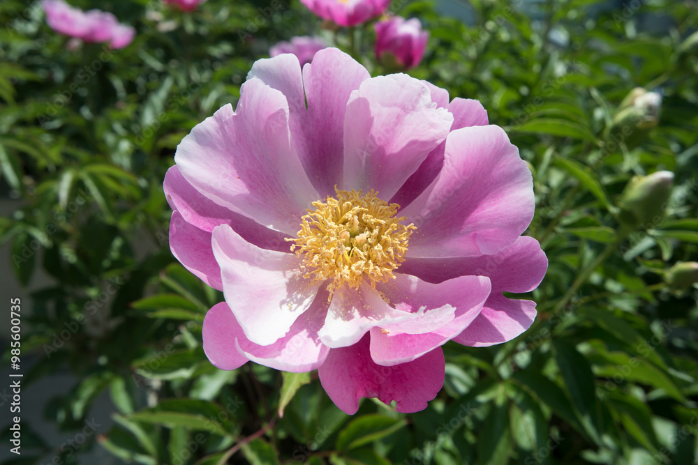 Bowl-Shaped Flowers Paeonia lactiflora Chinese Peony A Pink Flower In Full Bloom With Yellow Stamens Bowl-Shaped Flowers Paeonia lactiflora Chinese Peony A Pink Flower In Full Bloom With Yellow Stamens