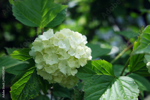 Viburnum opulus Snowball Blossoms With Green Leaves