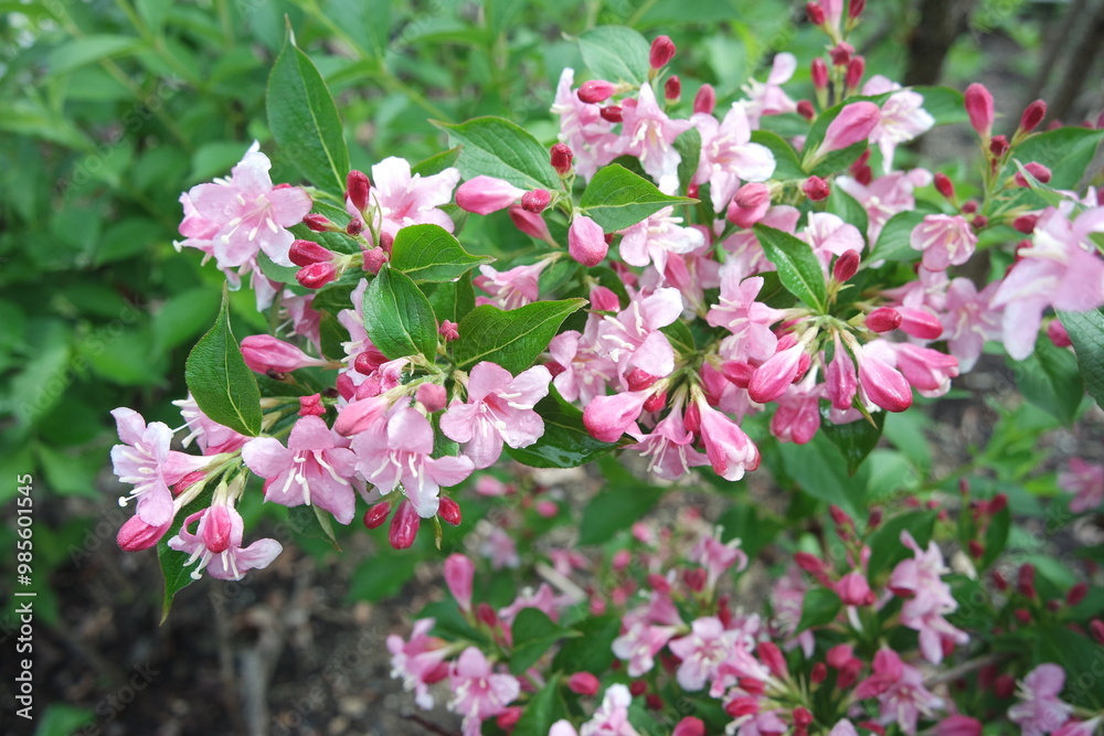 Weigela florida Cluster Flowers With Green Leaves Weigela florida Cluster Flowers With Green Leaves