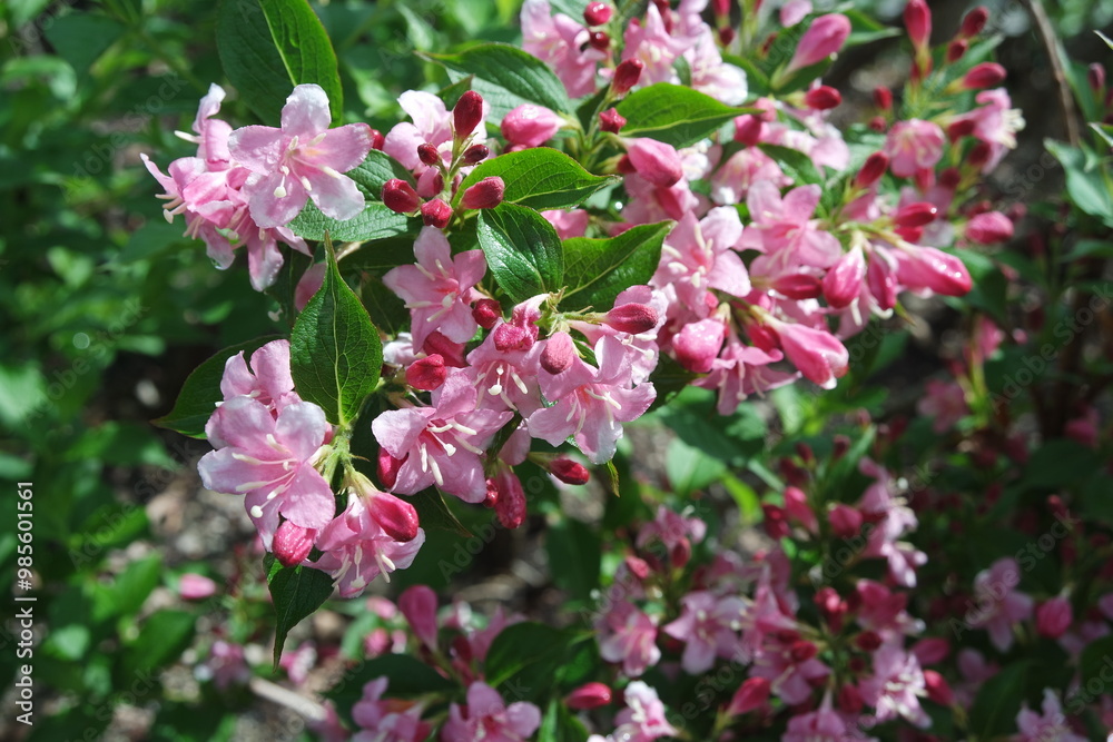 Weigela florida Pink Cluster Flowers With Green Leaves Weigela florida Pink Cluster Flowers With Green Leaves