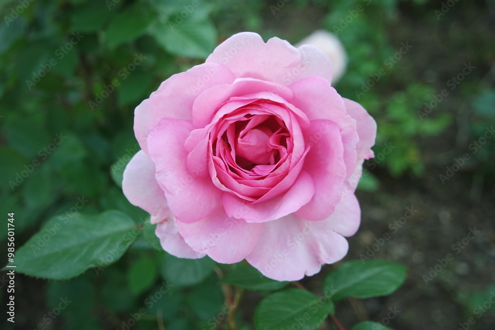 A Pink Rose Flower In Bloom With Green Leaves A Pink Rose Flower In Bloom With Green Leaves