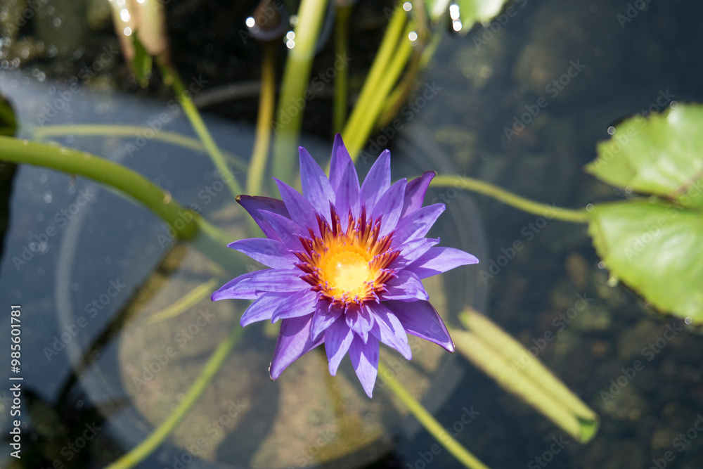 A Purple Water Lily Flower With Long Stalks And Green Leaves In Pond A Purple Water Lily Flower With Long Stalks And Green Leaves In Pond