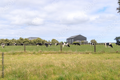 Idyllic Rural Scene with Grazing Cattle and a Farm House