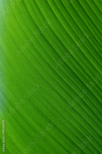 Close-up view of a vibrant green leaf pattern, showcasing natural lines and textures. photo