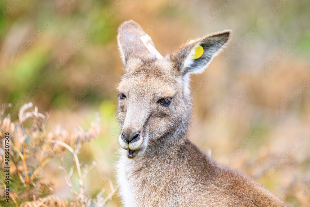 Fototapeta premium A Curious Kangaroo Gazing Into the Distance