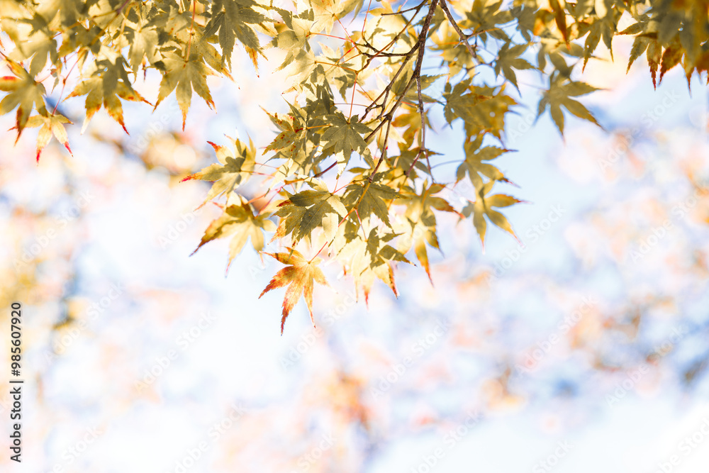 Red and orange autumn background scene of red maple leaves against blue sky. Natural Autumn seasonal composition. Red and orange autumn background scene of red maple leaves against blue sky. Natural Autumn seasonal composition.