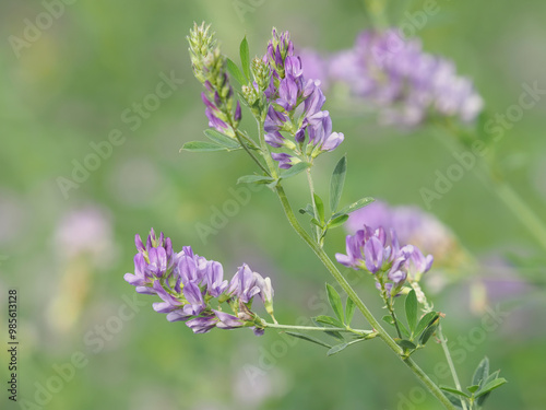 Fototapeta Naklejka Na Ścianę i Meble -  Alfalfa plant with purple flowers on a crop field, Medicago sativa 