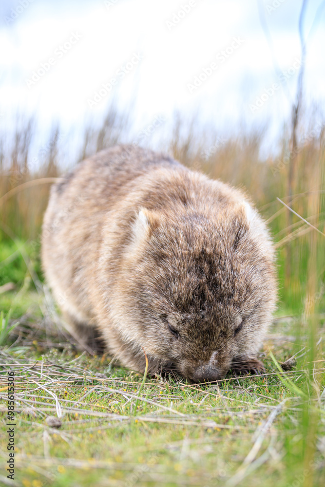 Wombat Grazing Peacefully in the Australian Grassland Habitat Wombat Grazing Peacefully in the Australian Grassland Habitat