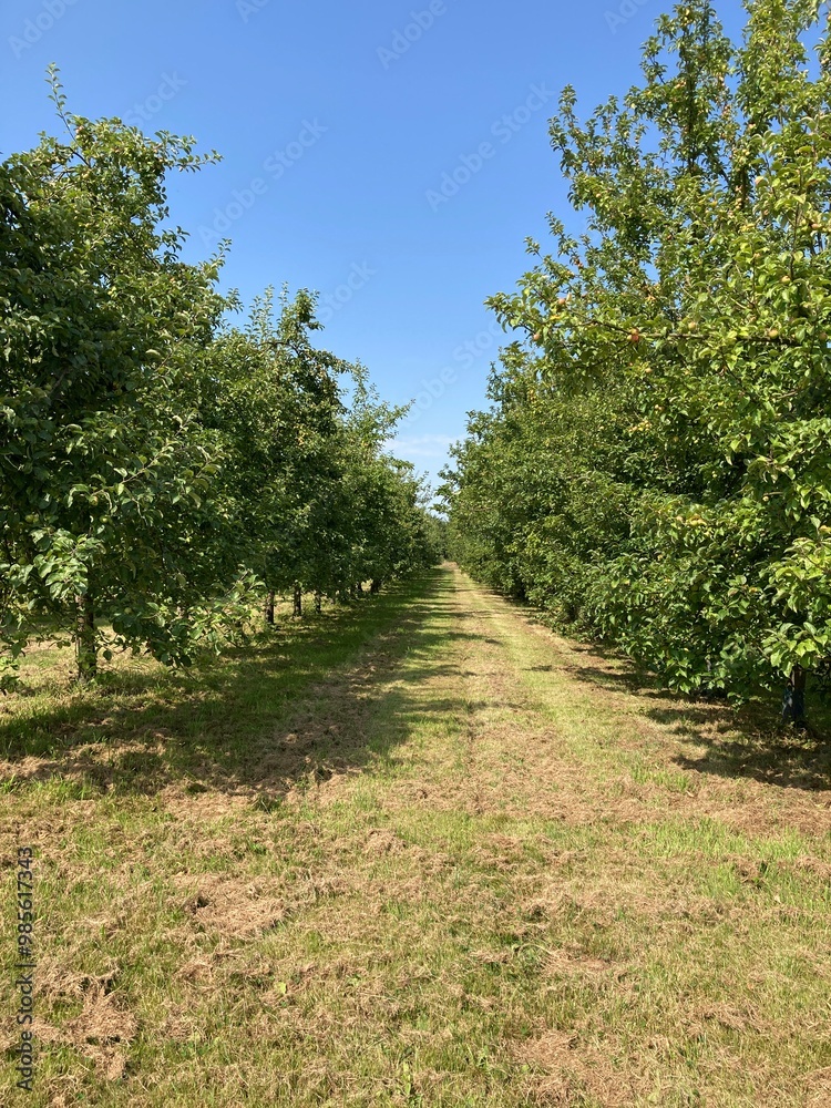Vergers de pomme en Normandie en France Vergers de pomme en Normandie en France